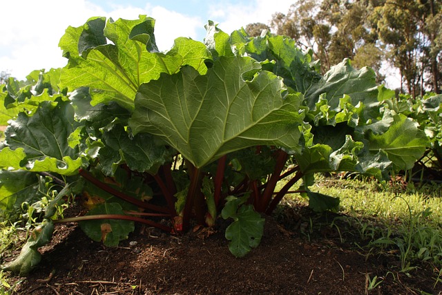 What Rhubarb Tastes Like